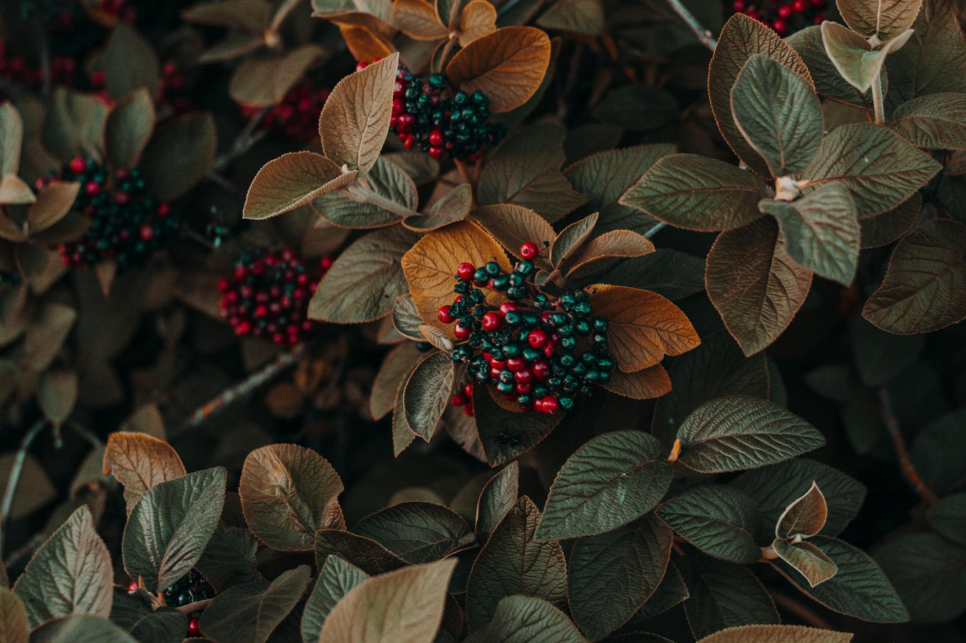 https://www.pexels.com/photo/close-up-photo-of-berries-1379636/